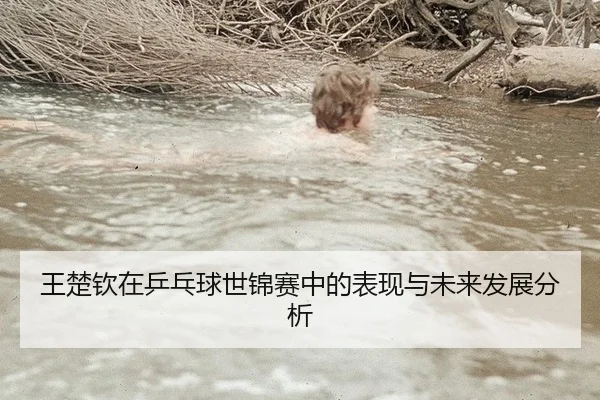 王楚钦在乒乓球世锦赛中的表现与未来发展分析